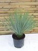 Yucca rostrata 70 cm - Topf 25 cm Ø - Winterharte Palme / -20°C