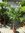 Winterharte Palme - Trachycarpus fortunei - 190 cm - Stamm 40 cm