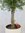 Olivenbaum Olea europea 160 cm - Kugel-Hochstamm - dicker Stamm (Umfang 20 cm)