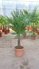 Trachycarpus fortunei 150 cm/Stamm 20/30 cm / -17°C/Chin. Hanfpalme