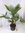 Trachycarpus fortunei 170 cm - Doppelstamm 40 cm - Topf 38 cm Ø Winterharte Palme - chinesische Hanf