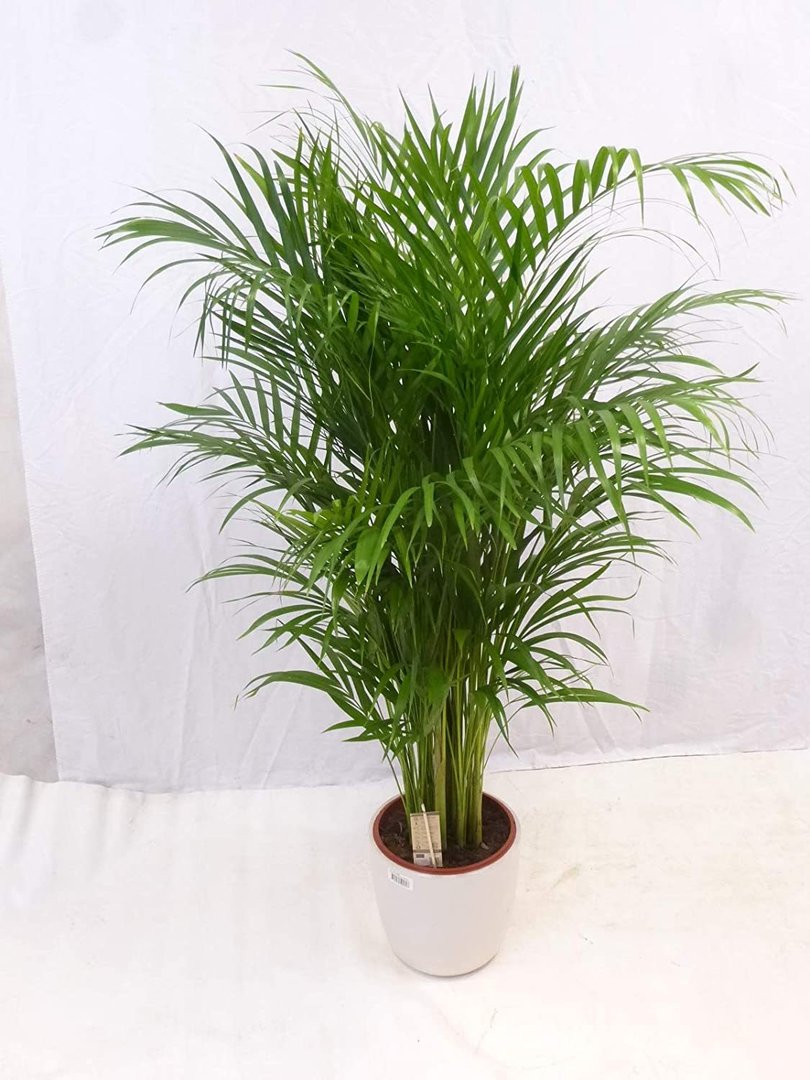 Goldfruchtpalme 160 cm - Areca Palme mit dichtem XXL Wuchs - // Zimmerpflanze Zimmerpalme //
