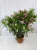 XXL Oleander - Busch - zweifarbig - 130 cm WEIß/ROSA in einem Topf 32 cm Ø - Nerium oleander - medi