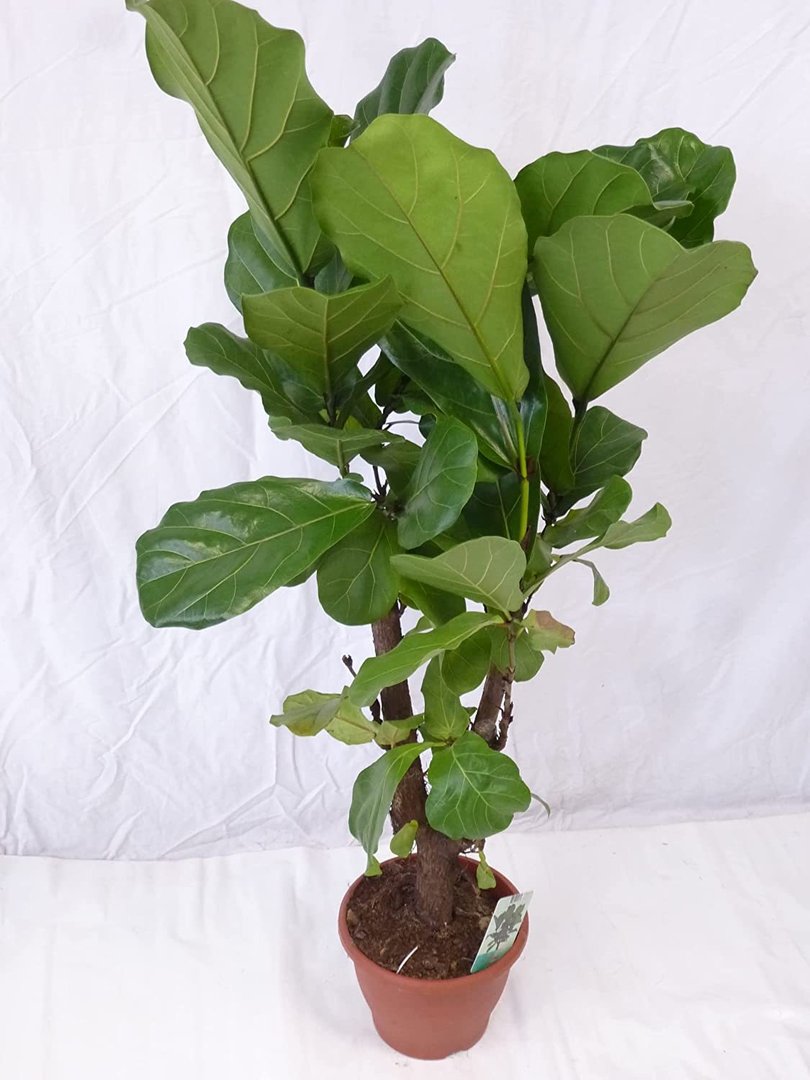 XL Ficus lyrata Hochstamm verzweigt 140 cm - Geigenfeige // Zimmerpflanze