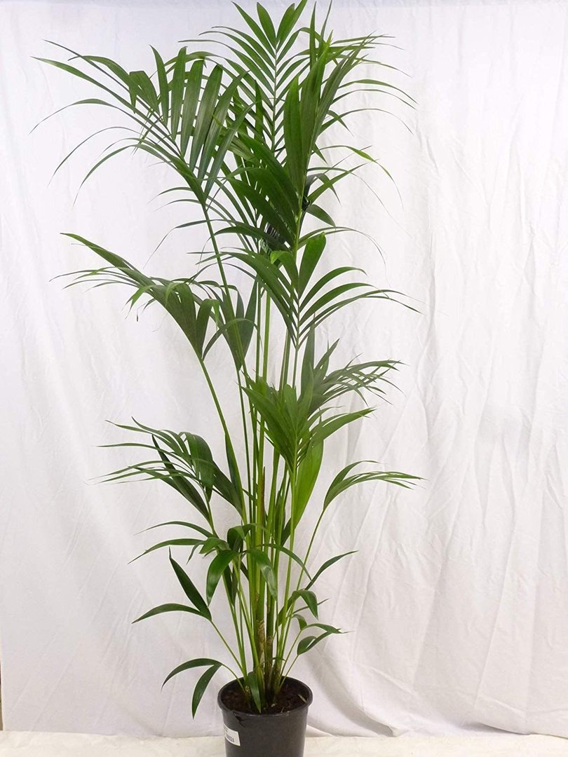 XXL Howea forsteriana - Kentia Palme 200 cm - 5 Stämme // Zimmerpflanze