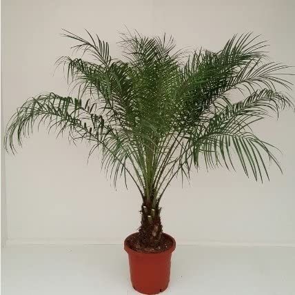 Phoenix Roebelenii Zwerg-Dattelpalme 100 cm / Zimmerpalme // Stamm 10-20 cm