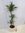 Dracaena"White Stripe" - 3er Tuff 160 cm - Drachenbaum/Zimmerpflanze