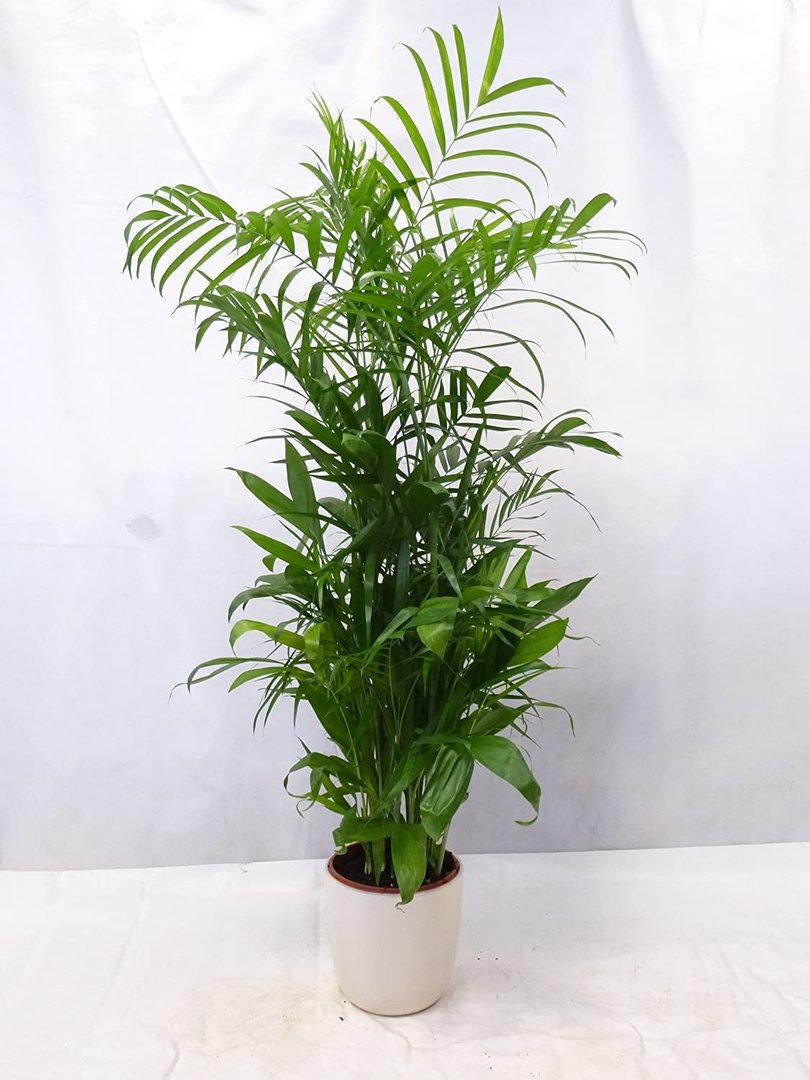 Chamaedorea Seifrizii 120 cm - Topf 24 Ø cm/Bambuspalme/seltene Zimmerpflanze