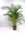 XXL Goldfruchtpalme -"Areca Palme" 200/220 cm/riesige Palme/Zimmerpalme Zimmerpalme