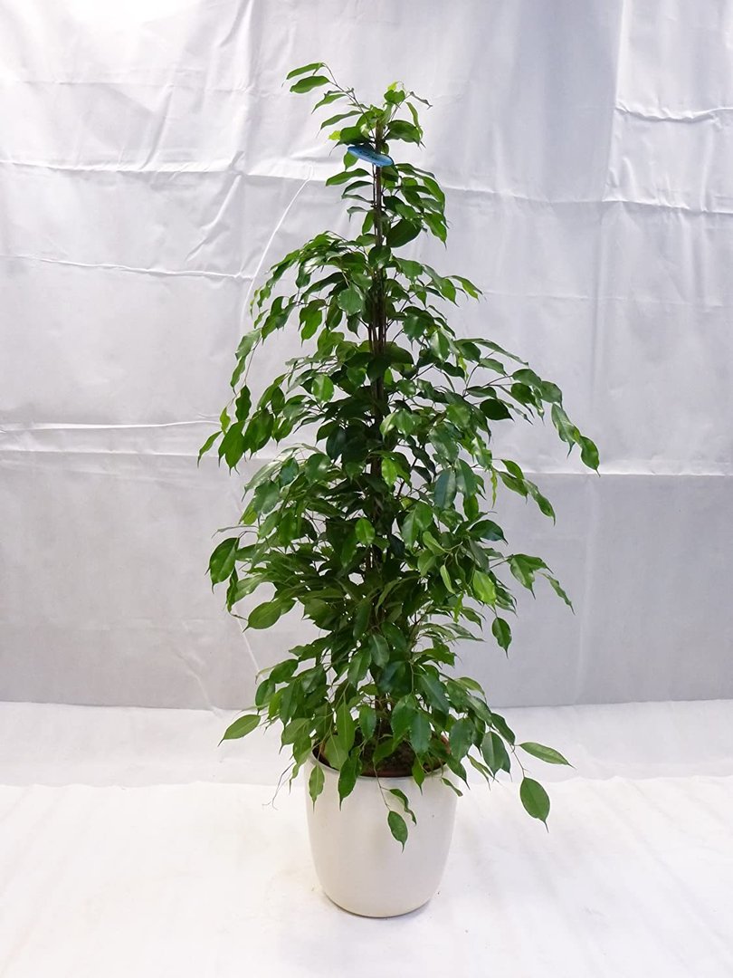 XL Ficus benjamini"Exotica" 160 cm/Zimmerpflanze