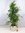 XL Ficus benjamini"Exotica" 150 cm/Zimmerpflanze
