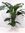 XXL Spathiphyllum"Sensation" - Einblatt mit Blüte ca. 120 cm/Zimmerpflanze