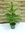 Araucaria heterophyla 75 cm / Zimmertanne // die etwas andere Zimmerpflanze