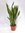 XXL Sansevieria"laurentii" 100-120 cm - Pot 30 cm Ø - Bogenhanf - Schwiegermutterzunge/Zimmerpflanze