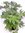 Zimmeraralie - Fatsia japonica 120/140 cm - viele Triebe - dichter Wuchs/Zimmerpflanze