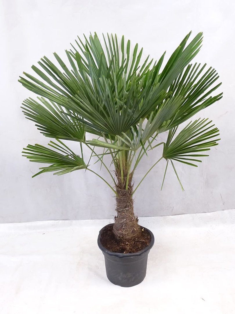 Trachycarpus fortunei - Winterharte Palme 150 cm - Stamm 40 cm