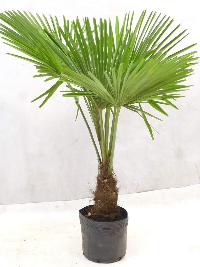 Trachycarpus fortunei - Chin. Hanfpalme 150 cm - Stamm 30 cm - Winterhart -17°C
