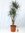 XXL Dracaena marginata"magenta" 160 cm - Drachenbaum - verzweigt mit dickem Stamm // Zimmerpflanze