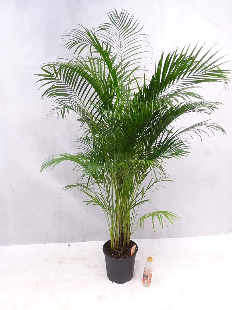 XL Goldfruchtpalme 180 cm - Areca Palme - // Zimmerpflanze Zimmerpalme