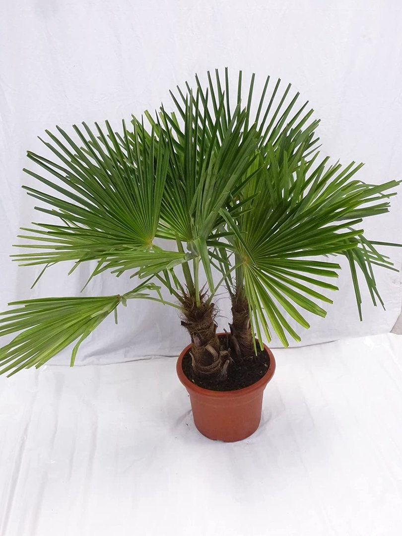 Trachycarpus fortunei 150 cm - Doppelstamm 30 cm - Topf 35 cm Ø Winterharte Palme - chinesische Hanf