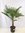 Winterharte Palme -Trachycarpus fortunei- 100 cm - Stamm 20 cm/Chinesische Hanfpalme - 17°C