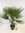 Winterharte Palme -Trachycarpus fortunei- 100 cm - Stamm 20 cm/Chinesische Hanfpalme - 17°C