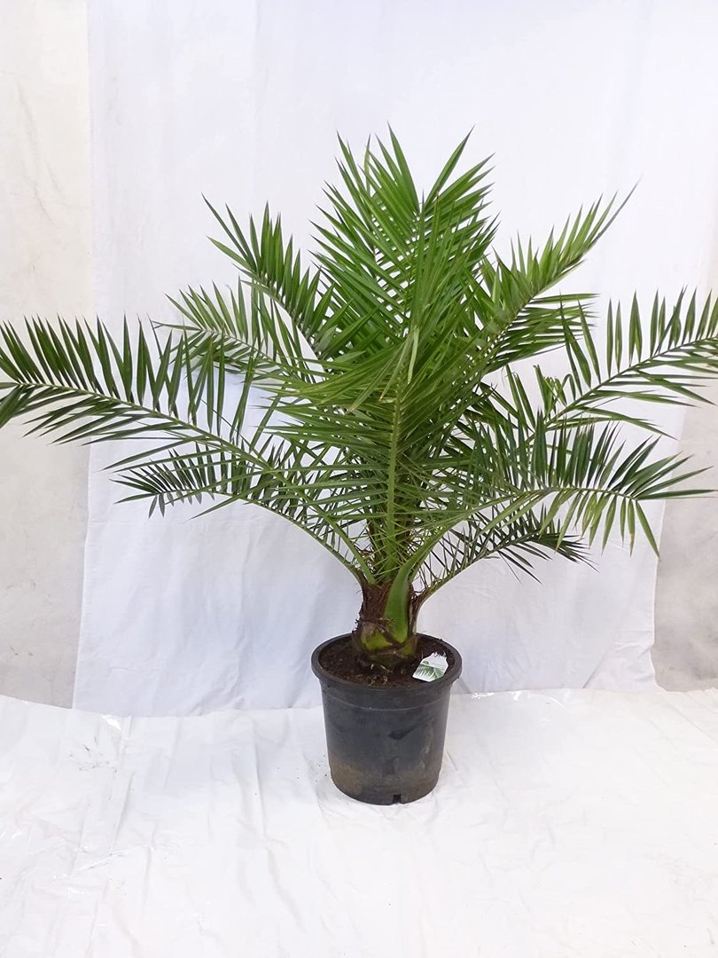 XL Phoenix canariensis -kanarische Dattelpalme - 150 cm - extra dicker Stamm // Indoor + Outdoor