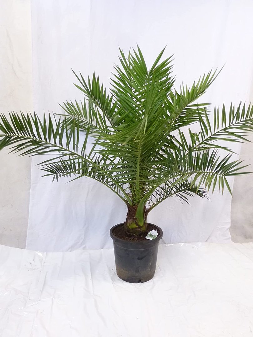 Phoenix canariensis -kanarische Dattelpalme - 150 cm // Indoor + Outdoor