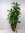 Ficus cyathistipula 150 cm - / Zimmerpflanze ähnlich F. benjamini