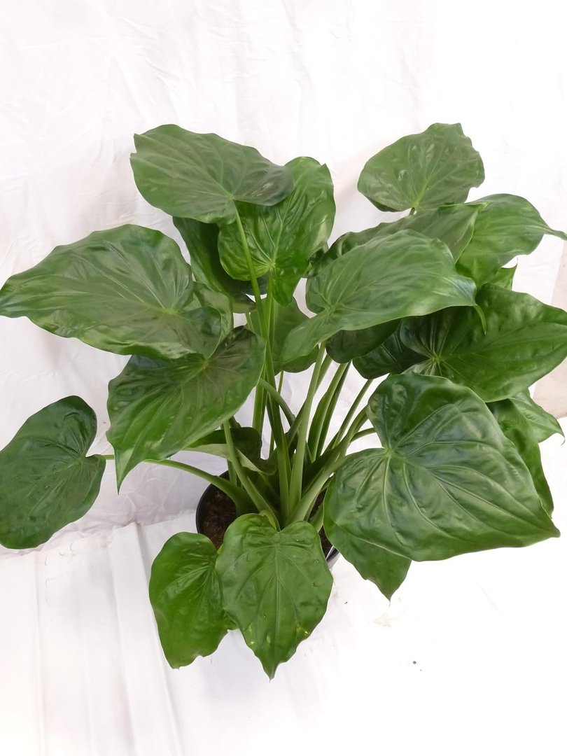 XXL Alocasia cucullata- Elefantenohrpflanze - 120 cm - 3er Tuff/Zimmerpflanze mit großen Blättern