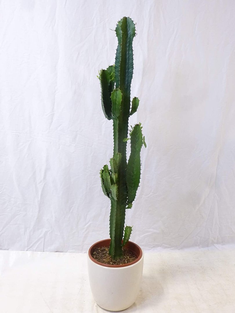 Euphorbia acrurensis 100 cm - Topf 24 cm Ø - Westernkaktus - Zimmerkaktus - Kaktus