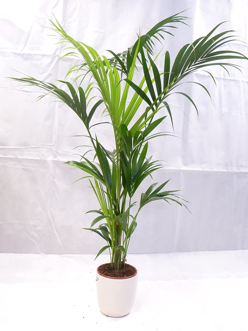 Howea forsteriana - Kentia Palme 150 cm // Zimmerpflanze