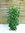 XL Schefflera arboricola"compacta" 150 cm - 3er Tuff - Strahlenaralie/Zimmerpflanze
