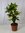 Kroton ´Mrs ICETON` 100 cm kräftig verzweigt - Codiaeum - Croton // außergewöhnliche Zimmerpflanze m