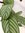 Ctenanthe oppenheimiana 130 cm - außergewöhnliche Zimmerpflanze // ähnl. Calathea