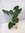 Alocasia wentii - Elefantenohrpflanze - 80 cm / Zimmerpflanze mit riesigen Blättern