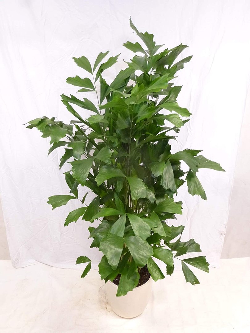 XL Caryota mitis - Fischschwanzpalme 150 cm/Zimmerpflanze - Palme