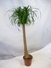 Nolina beaucarnea "Elefantenfuß" 150-170 cm - Zimmerpflanze