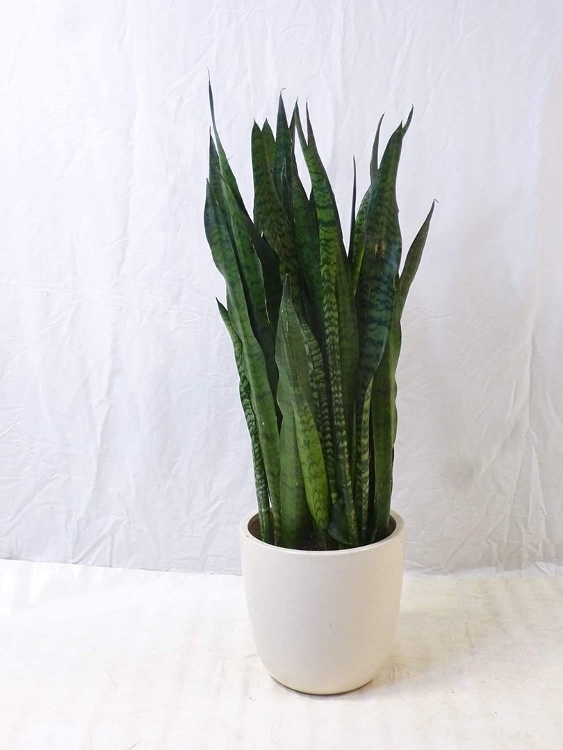 Sansevieria zeylanica 90/100 cm - Pot 21 cm Ø - Bogenhanf - Schwiegermutterzunge/Zimmerpflanze