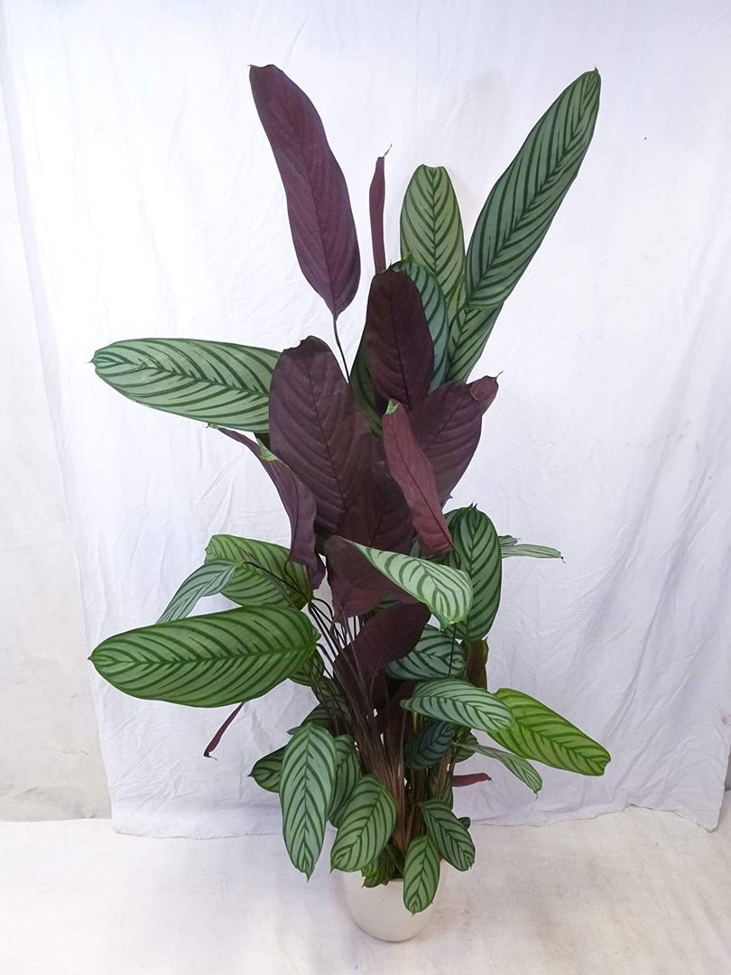 Ctenanthe oppenheimiana 150 cm - außergewöhnliche Zimmerpflanze // ähnl. Calathea