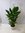 XXL Spathiphyllum "Sweet Sebastiano" - Einblatt mit vielen Blüten ca. 140 cm / 24 cm Ø Topf