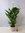 XXL Spathiphyllum "Sweet Sebastiano" - Einblatt mit vielen Blüten ca. 140 cm / 24 cm Ø Topf
