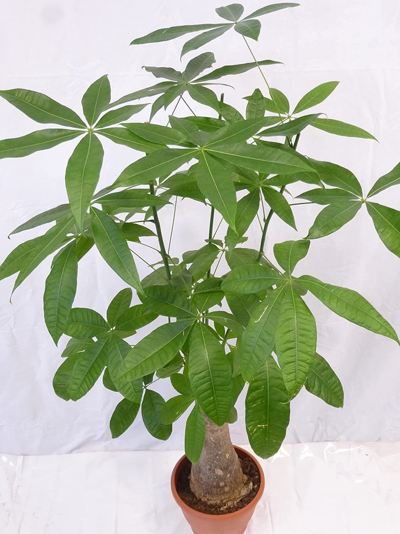 Pachira aquatica 140/160 cm/XXL Stamm der Mutterpflanze - Glückskastanie/Zimmerpflanze