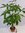 Pachira aquatica 140 cm/XXL Stamm der Mutterpflanze - Glückskastanie/Zimmerpflanze