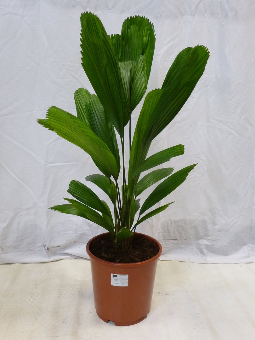 Licuala grandis 60 cm - großblättrige Strahlenpalme // Zimmerpflanze Zimmerpalme/Rarität