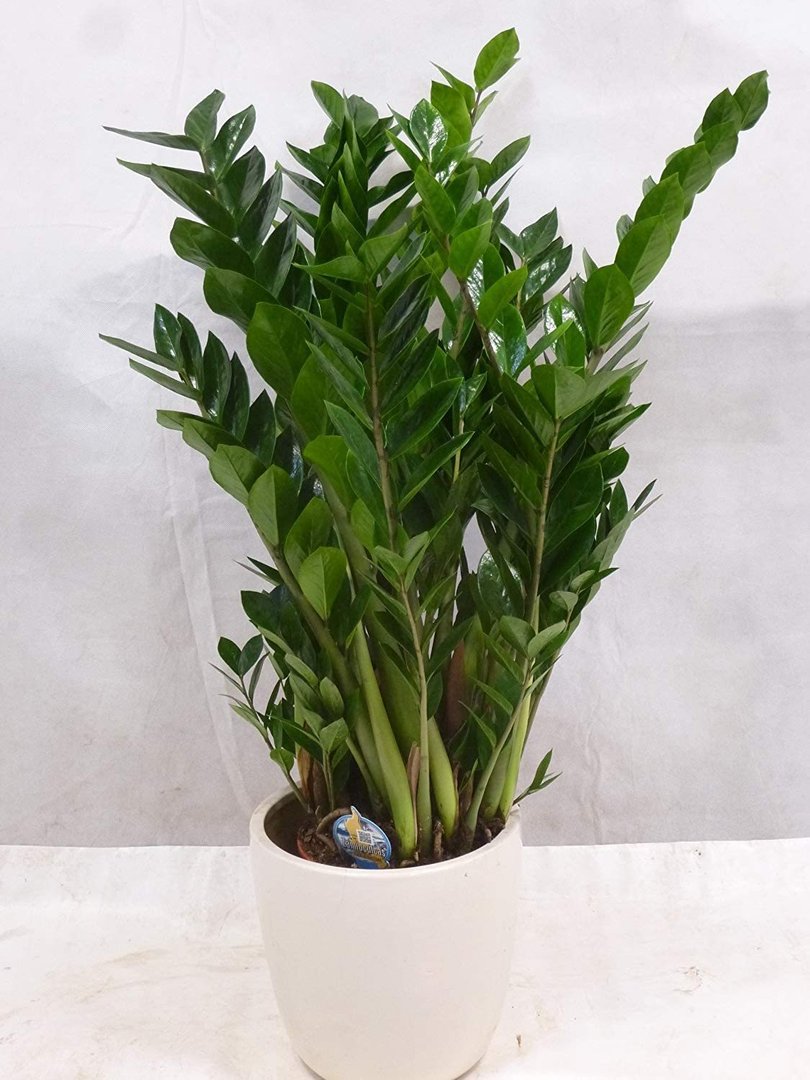 [Palmenlager] - XL Zamioculcas zamiifolia"Zamia Farn" 120 cm - Pot 21 cm Ø - Glücksfeder - Zimmerpfl