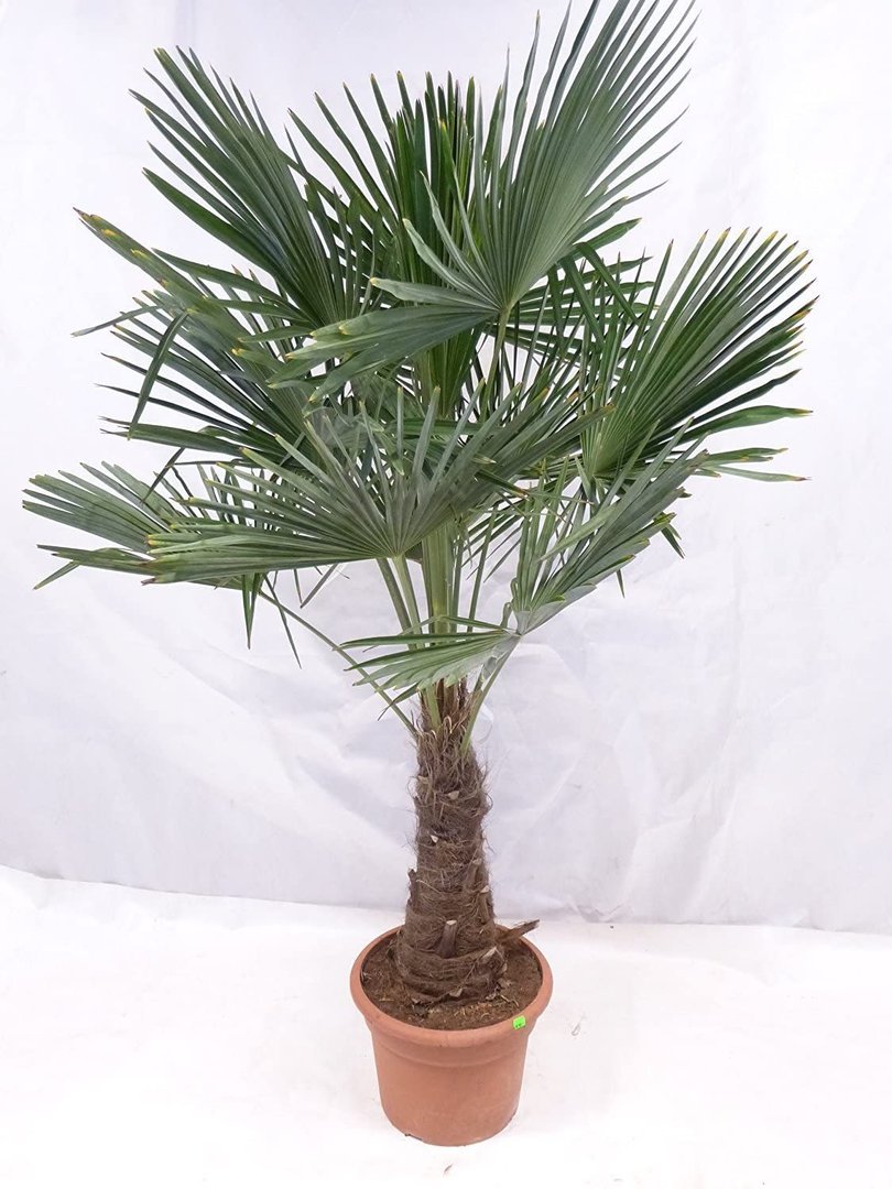 Winterharte Palme - Trachycarpus fortunei 180/200 cm - Stamm 40 cm"Chinesische Hanfpalme" -17°C