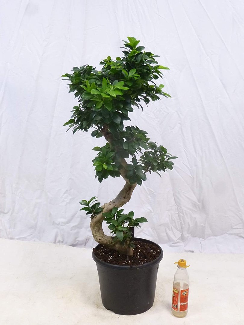 XL Ficus microcarpa "Ginseng" BONSAI 60 cm // Zimmerpflanze