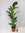 Strelitzia nicolai- Paradiesvogelblume - 140 cm - Baumstrelitzia/mediterrane Pflanze