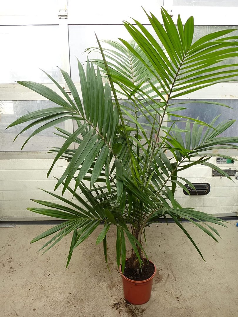 Ölpalme 160 cm - Elaeis guineensis - Tico Palm - Zimmerpalme - selten!